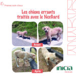 INICIA PET CARE NEXGARD DEC2024[48] (1)